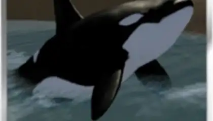 Orca Simulator